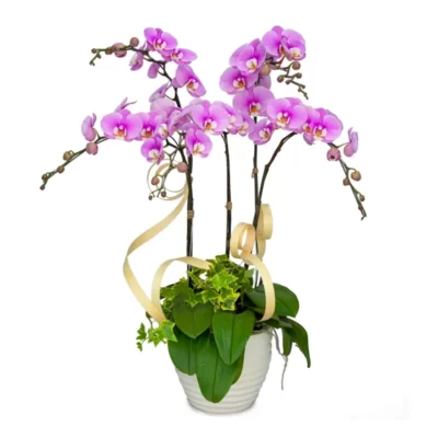 Lan Hồ Điệp Hồng Phát