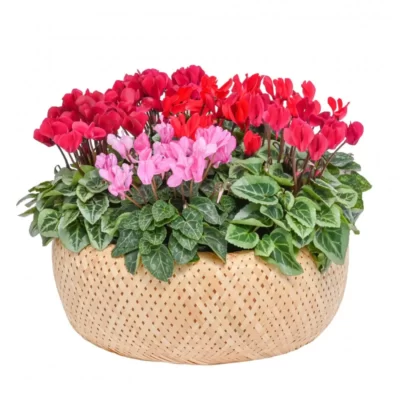 Chậu Hoa Thiết Kế Chào Ngày Mới