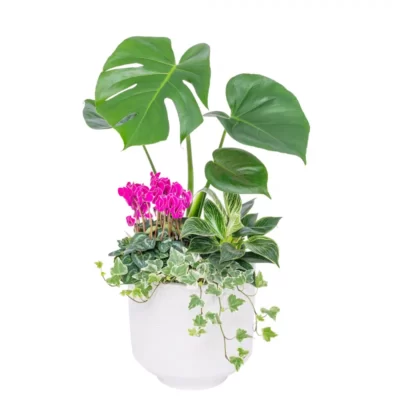 Chậu Cây Thiết Kế Đồng Xanh