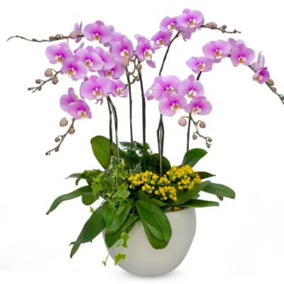 Lan Hồ Điệp Hồng Phát