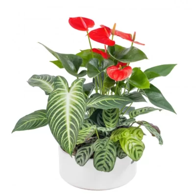 Chậu Cây Thiết Kế Mát Xanh